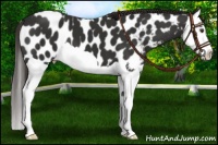 Horse Color:Liver Chestnut Splash Appaloosa 