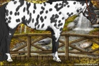 Horse Color:Liver Chestnut Appaloosa 