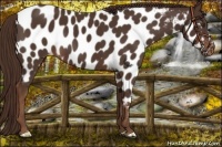 Horse Color:Liver Chestnut Near Leopard 