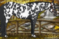 Horse Color:Black Appaloosa