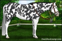 Horse Color:Black Splash Appaloosa
