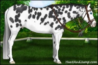 Horse Color:Black Splash Appaloosa 