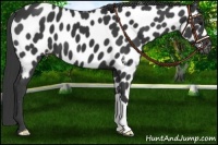 Horse Color:Black Appaloosa