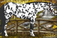 Horse Color:Black Appaloosa 