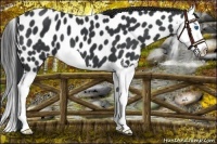 Horse Color:Black Splash Near Leopard 