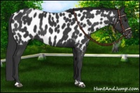 Horse Color:Black Near Leopard 