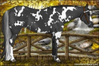 Horse Color:White Spotted Black