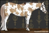 Horse Color:White Spotted Red Dun Splash 