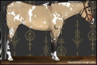 Horse Color:White Spotted Bay Dun