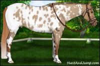 Horse Color:White Spotted Red Dun Roan Appaloosa