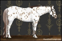Horse Color:White Spotted Red Dun Near Leopard 