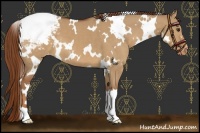Horse Color:White Spotted Red Dun Snowcap 