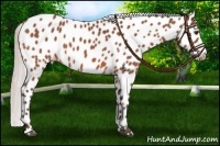 Horse Color:Silver Bay Appaloosa