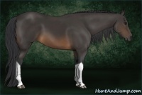 Horse Color:Buckskin Tobiano 