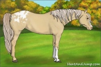 Horse Color:Palomino Dun Appaloosa