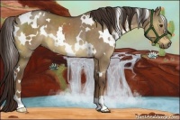Horse Color:White Spotted Liver Red Dun