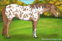 Horse Color:Chestnut Appaloosa 