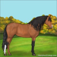 Horse Color:Bay 