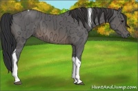 Horse Color:Buckskin Ice Tobiano 