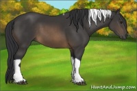 Horse Color:Buckskin Tobiano 