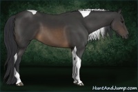 Horse Color:Buckskin Tobiano