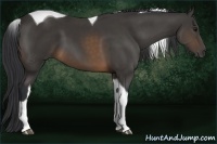 Horse Color:Buckskin Tobiano 