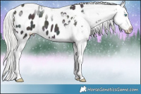 Horse Color:Midnight Cremello Ice Tobiano Appaloosa 