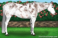 Horse Color:Bay Sabino 