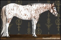 Horse Color:Bay Splash Tobiano Appaloosa  and Chestnut Splash Tobiano Appaloosa 
