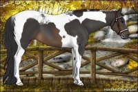 Horse Color:Buckskin Tobiano