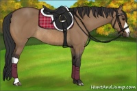 Horse Color:Bay Dun Rabicano 