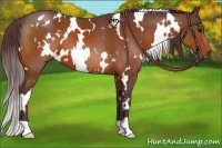 Horse Color:White Spotted Chocolate Brown