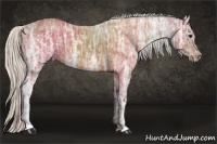 Horse Color:Silver Bay Ice Sabino 