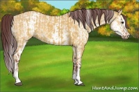 Horse Color:White Spotted Chocolate Bay Dun Rabicano  and White Spotted Chocolate Buckskin Dun Rabicano 