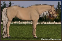 Horse Color:Palomino 