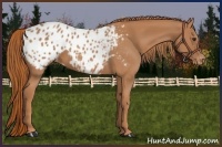 Horse Color:Chestnut Appaloosa 