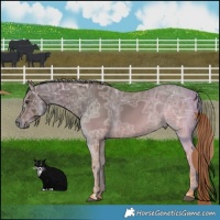 Horse Color:Gray Chestnut Ice Rabicano 