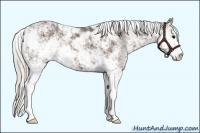 Horse Color:Silver Black Sabino 