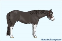 Horse Color:Smoky Black Sabino