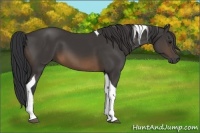 Horse Color:Buckskin Tobiano