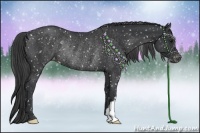 Horse Color:Black Appaloosa Rabicano
