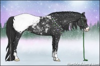 Horse Color:Black Sabino Snowflake Varnish