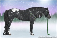 Horse Color:Black Sabino Appaloosa