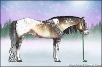 Horse Color:Brown Onyx Sabino Appaloosa