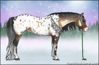 Horse Color:Brown Onyx Appaloosa
