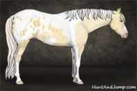 Horse Color:Gray Silver Amber Cream Champagne Roan Dun Splash Tobiano Frame Appaloosa Rabicano 