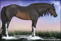 Horse Color:Buckskin Tobiano 