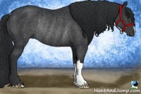 Horse Color:Black Rabicano 