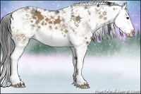 Horse Color:Brown Dun Sabino Splash 