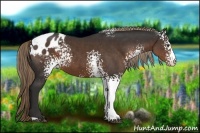 Horse Color:White Spotted Liver Chestnut Appaloosa 